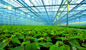 macrolux am large greenhouse panels