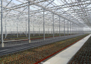 Large greenhouse with macrolux am panels
