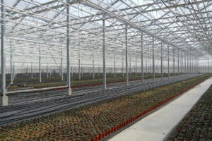 Large greenhouse with macrolux am panels