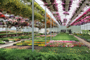Macrolux AM panels flower greenhouse