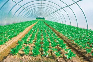Macrolux antimicrobial greenhouse panels