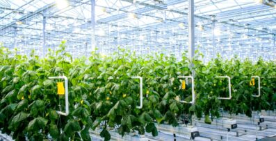 how thick should polycarbonate be for a greenhouse