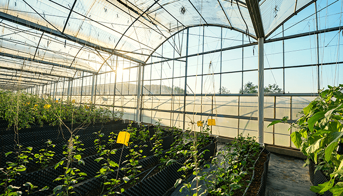 light transmitting panels